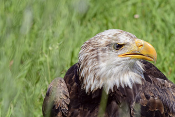 Portrait of a bald eagle, controlled conditions. Taken in Cabarceno Natural Park in Spain, home to a hundred animal species from five continents living in semi-free conditions.