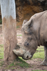 Fototapeta premium Portrait of a southern white rhinoceros, controlled conditions