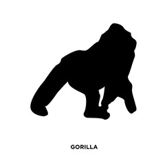 gorilla silhouette on white background, in black