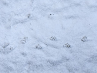 Footprints of a cat and dog in the snow in winter