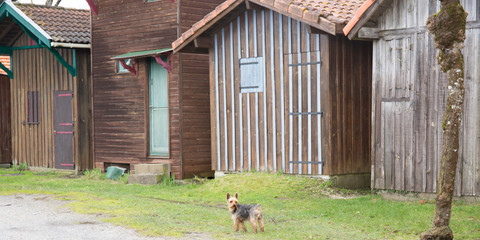 yorkshire dog in front of the fisherman wooden huts