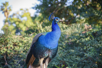 Obraz premium Afternoon view of beautiful peacock walking around