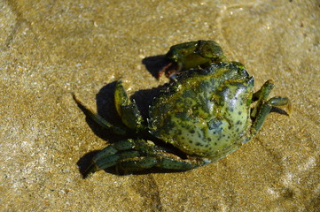crab close-up 