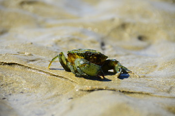 crab close-up
