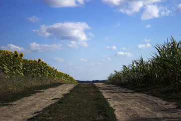 The flowering of sunflower and ripe corn and wheat in a field on a Sunny day. Dirt road in the field.