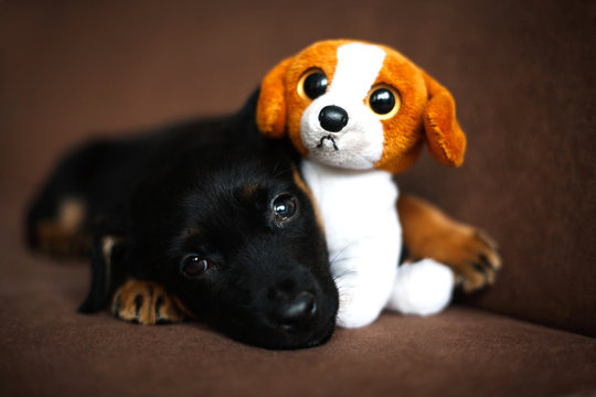 Cute lonely black puppy