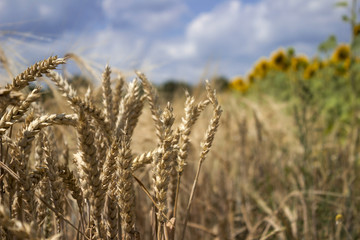 Ripe wheat field against a blue sky, Sunny summer day. Spikes of rye. Nature. The sunflower in the background.