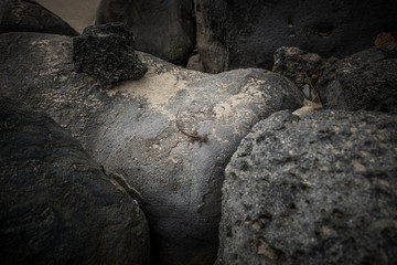 Lizard on a Rock