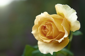 Yellow mallow flower