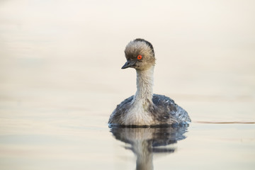 Silvery Grebe , Patagonia, Argentina