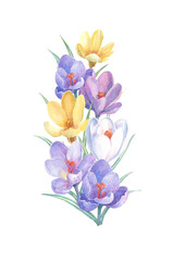 Naklejka na ściany i meble Bouquet of colorful spring flowers on a white background. Watercolor illustration with yellow, white and violet crocuses. Can be used as greeting cards, wedding invitations, birthday, mothers day.