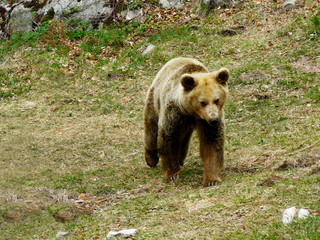 Fototapeta premium Brown bear, Ursus arctos in Rila Mountain, Bulgaria&nbsp;