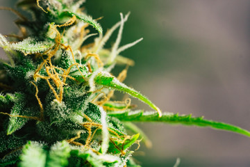 sugar trichomes cbd thc shot cannabis, with Macro buds of medicinal marijuana . Concepts of...