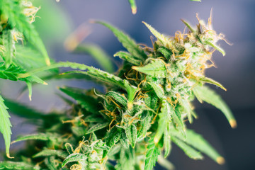 grow and use of marijuana cbd thc medicinal. Concepts of legalizing herbs weed, Macro shot with...