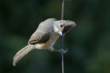 Like a Bird on a Wire