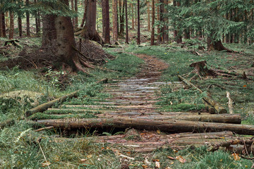 Nature pine forest with trail wooden road. Scandinavian forest in evening light. Nordic tree forest background. Travel concept. Landscape view.
