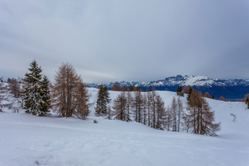 Snowy landscape with gray sky and dolomitic landscape, Belluno, Veneto, Italy