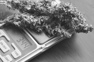 Macro shot of cannabis flowers with trichomes on a scales with cannabis bud black and white