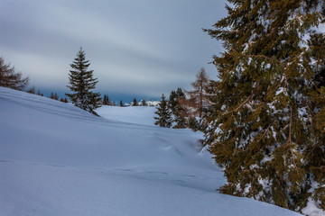 Fototapeta na wymiar Trees in a snowy landscape with gray sky and dolomitic landscape, Belluno, Veneto, Italy