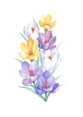 Bouquet of colorful spring flowers on a white background. Watercolor illustration with yellow, white and violet crocuses. Can be used as greeting cards, wedding invitations, birthday, mothers day.