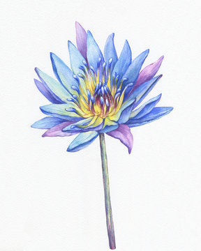 Banner, poster of blue lotus flower with leaves, seed head, bud (water lily, Indian lotus, sacred lotus, Egyptian lotus). Hand drawn watercolor painting illustration. Background- watercolor paper.