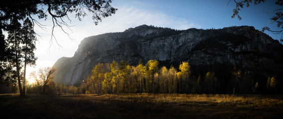 Grove of Aspens in Yosemite Valley 