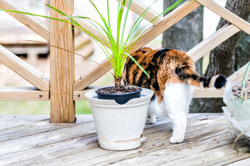 Back of calico cat standing on wooden deck looking outside on terrace, patio, outdoor garden house on floor, sunny day, plants