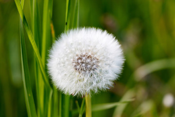 Fototapeta premium Dandelion seeds with white parachutes on the background of green grass