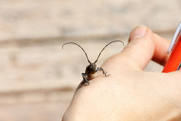 Beetle lumberjack (Cerambycidae) on the girl's hand