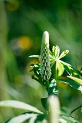 Blue lupine buds illuminated by the bright sun. Beautiful background blur. Soft focus