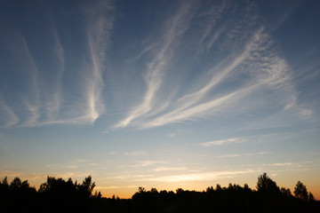 Dawn and cirrus clouds in the blue sky. The sun will soon come out from behind the forest. The sky above the forest is orange.