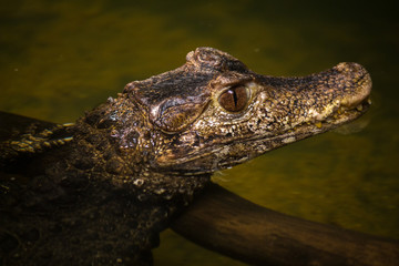 Croky Crocodile
