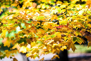 Many green yellow orange maple leaves closeup on tree in Central Park, New York City, Manhattan in autumn fall season foliage