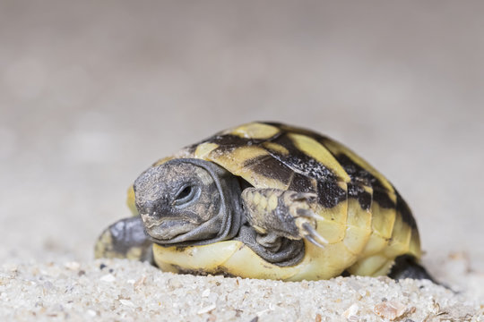 Hermann's tortoise, Testudo hermanni, freshly hatched