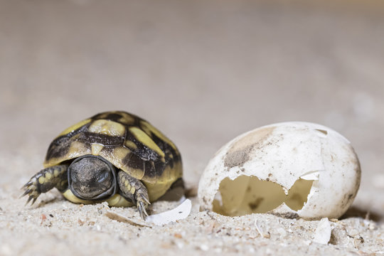 Hermann's tortoise, Testudo hermanni, hatching