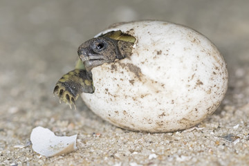 Hermann's tortoise, Testudo hermanni, hatching