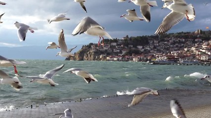 Seagulls flying over shore of Ohrid Lake, Macedonia