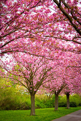 Pink blühende Kirschbäume
