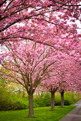 Pink blühende Kirschbäume