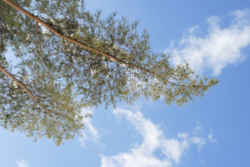 冬　木　枝　空　雲　素材