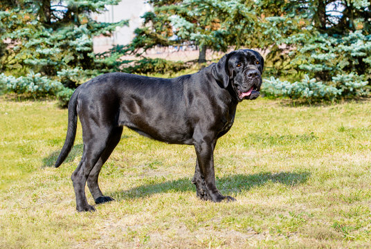Cane Corso undocked. The Cane Corso without Tail Docking and Ear Cropping  stands on the green grass in the park. Stock Photo | Adobe Stock