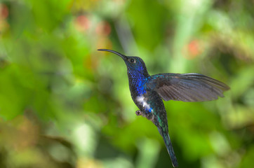 Hummingbird at Costa Rica