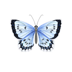Colorful realistic butterfly isolated on white background. Top view.