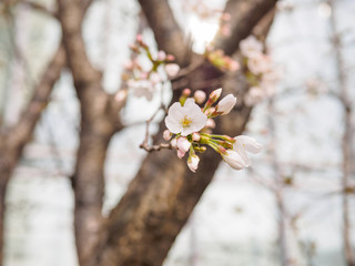 Spring flowers series, Cherry blossom in full bloom on nature background. Cherry flowers in small clusters on a cherry tree branch, fading in to white. Shallow depth of field. Focus on center flowers.