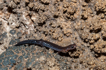 Juvenile Pigeon Mountain Salamander