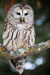 Barred owl perched on a lichen covered branch