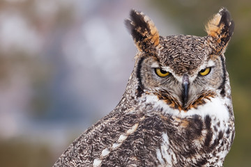 Great horned owl staring at camera - 197703009
