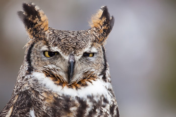 Great horned owl staring at camera - 197703021