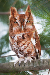 Eastern screech owl (red morph) perched on a branch - 197703079