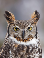 Great horned owl staring at camera - 197703080